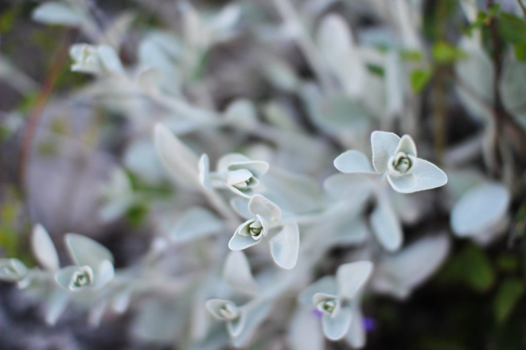 White sage – Witte salie - Salvia apiana